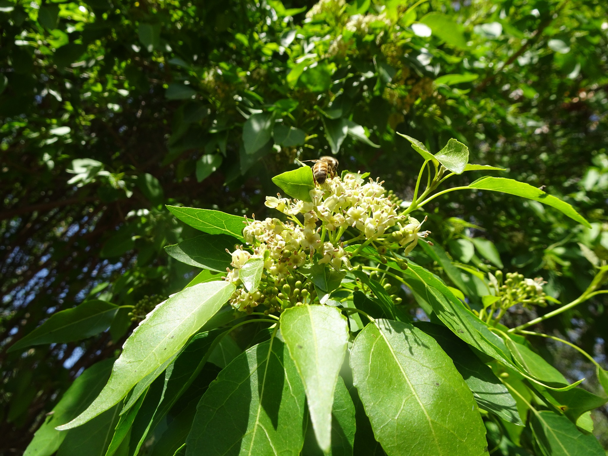 Cordia caffra